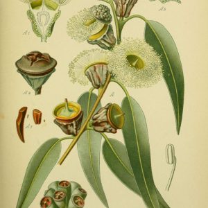 Eucalyptus bio - feuille