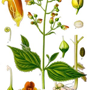 Scrofulaire bio - plante entière