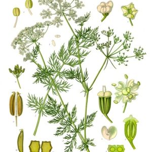 Carvi bio - semence